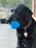 Space Capsule eDispenser™ - Durable Dog Chew Toy for Aggressive Chewers | USA Made